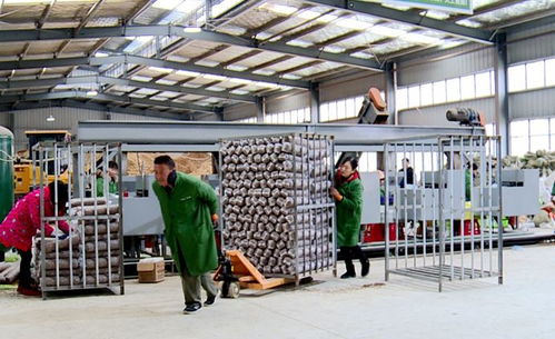 不畏嚴寒 天天出菇 記者探秘竹溪香菇工廠化生產基地